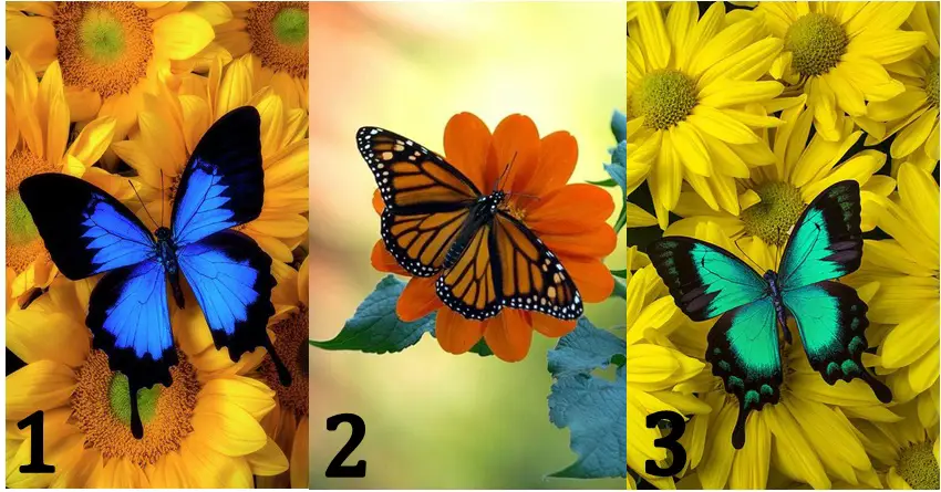 Leptir je simbol nade i lepih dešavanja: Izaberi jednog i saznaj šta ti uskoro divno stiže!