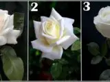 Bela ruža
