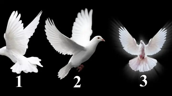 Dočekaćeš ono na šta dugo vremena čekaš: Bela ptica koju izabereš ti donosi sjajne vesti!