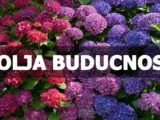 Bolja buducnost, nekim znacima slede dani puni srece i zadovoljstva !