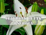 CETVRTAK PETAK I SUBOTA:Škorpija  : Intuicija ti vrišti. Nešto iza kulisa se dešava – a ti sve vidiš, ćutiš i čekaš pravi trenutak.