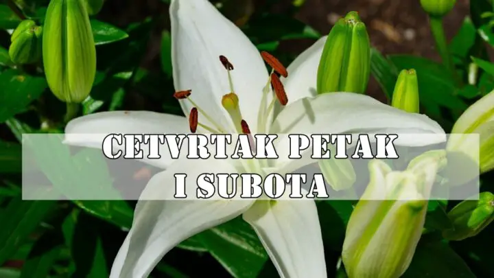 CETVRTAK PETAK I SUBOTA:Škorpija  : Intuicija ti vrišti. Nešto iza kulisa se dešava – a ti sve vidiš, ćutiš i čekaš pravi trenutak.