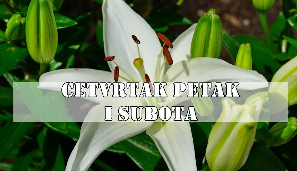 CETVRTAK PETAK I SUBOTA:Škorpija : Intuicija ti vrišti. Nešto iza kulisa se dešava – a ti sve vidiš, ćutiš i čekaš pravi trenutak. CETVRTAK PETAK I SUBOTA:Škorpija : Intuicija ti vrišti. Nešto iza kulisa se dešava – a ti sve vidiš, ćutiš i čekaš pravi trenutak.
