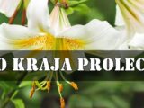 Evo veoma opširnog, sudbinskog i duboko emotivnog horoskopa za sve znakove zodijaka do kraja proleća (do 20. juna 2025.)