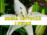 Sreda cetvrtak i petak za Bika uspeh Devica se strogo pridrzava radnog plana a sta se vama desava ?