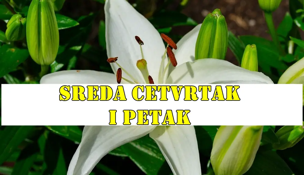 Sreda cetvrtak i petak za Bika uspeh Devica se strogo pridrzava radnog plana a sta se vama desava ? Sreda cetvrtak i petak za Bika uspeh Devica se strogo pridrzava radnog plana a sta se vama desava ?