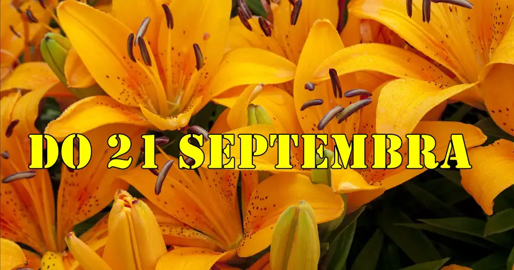 Horoskop do 21 septembra ljubav zdravlje i posao za sve znake zodijaka. Horoskop do 21 septembra ljubav zdravlje i posao za sve znake zodijaka.