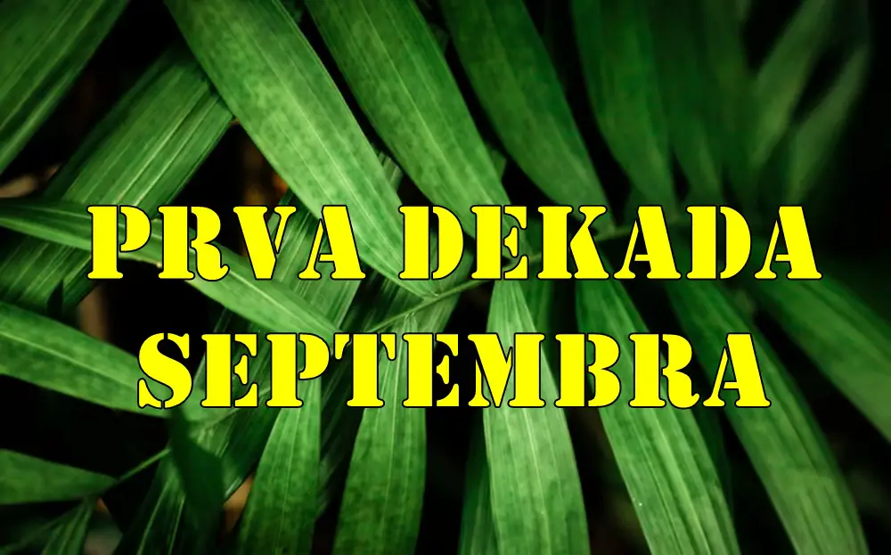 Horoskop za prvu dekadu septembra za sve znake zodijaka. Horoskop za prvu dekadu septembra za sve znake zodijaka.
