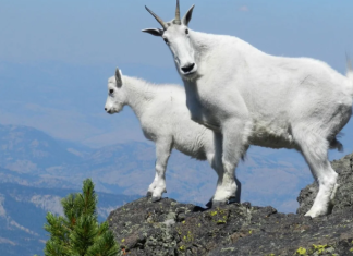 10 razloga zasto su Jarci najbolji ljudi koji MOŽETE IMATI U ŽIVOTU.