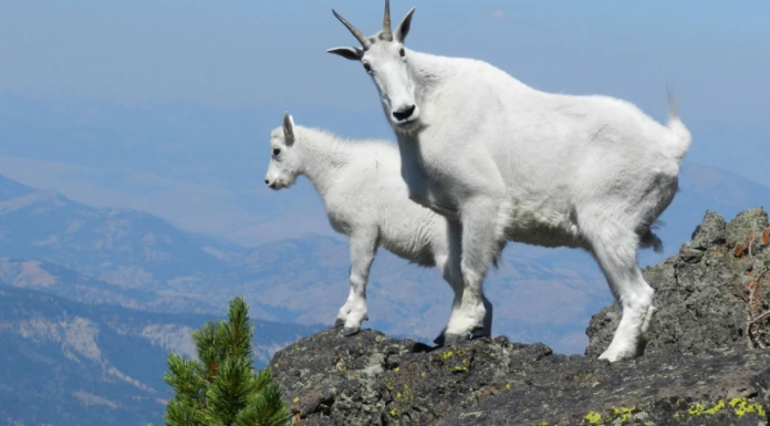 10 razloga zasto su Jarci najbolji ljudi koji MOŽETE IMATI U ŽIVOTU.