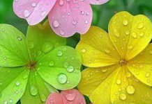 FANTASTIČNE VESTI OVOGA 1. APRILA: Bik i Jarac ulaze u period sreće – a evo šta čeka sve znakove zodijaka!