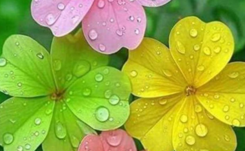 FANTASTIČNE VESTI OVOGA 1. APRILA: Bik i Jarac ulaze u period sreće – a evo šta čeka sve znakove zodijaka!