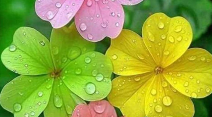 FANTASTIČNE VESTI OVOGA 1. APRILA: Bik i Jarac ulaze u period sreće – a evo šta čeka sve znakove zodijaka!