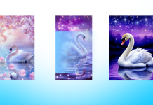 IZABERI BELOG LABUDA I SAZNAJ ISTINU: Sudbina ti otkriva šta te čeka u bliskoj budućnosti!