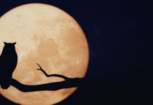 PUNI MJESEC NA POČETKU MAJA DONOSI SREĆU: Saznajte kako će ovo utjecati na sve znakove!