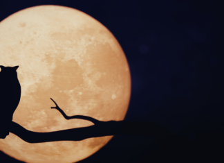 PUNI MJESEC NA POČETKU MAJA DONOSI SREĆU: Saznajte kako će ovo utjecati na sve znakove!