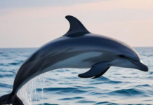 DELFIN SREĆE DONOSI VAŽNU PORUKU: Izaberi jednog i saznaj šta te očekuje!