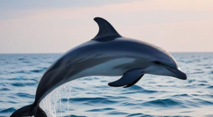 DELFIN SREĆE DONOSI VAŽNU PORUKU: Izaberi jednog i saznaj šta te očekuje!